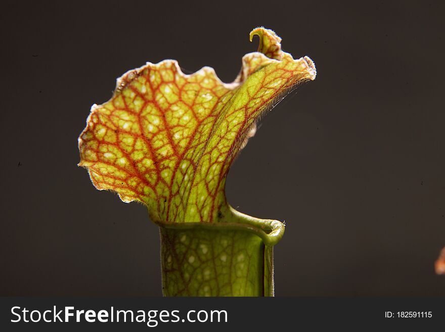 Purple Sarracenia Flower - Carnivorous Plant That Traps Insects