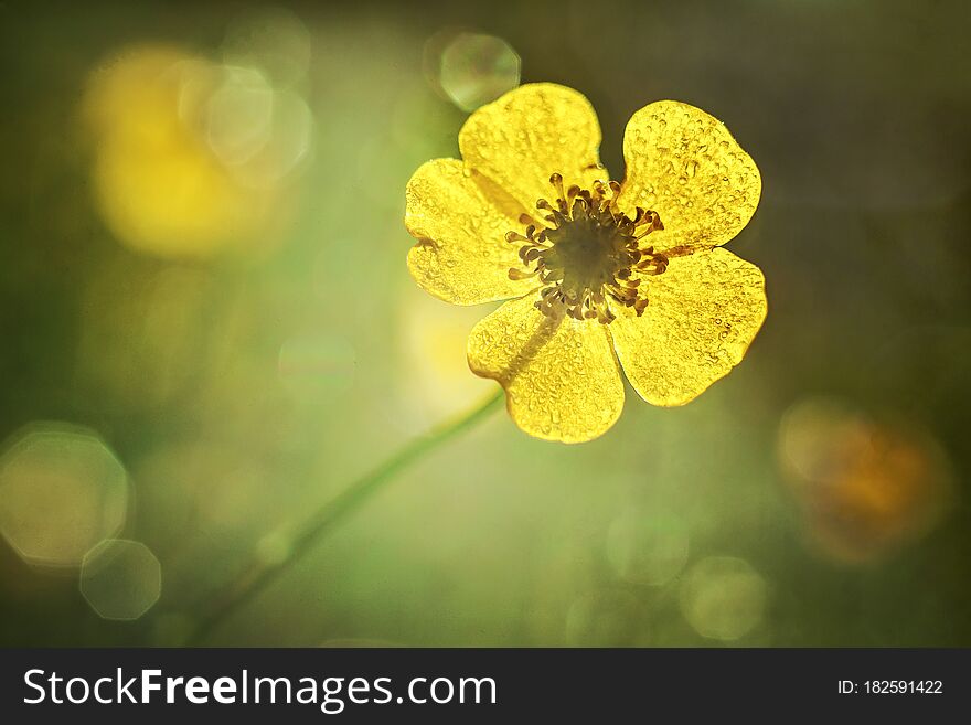 Blooming yellow ranunculus flower close-up. Shallow depth of field
