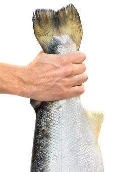 Lucky Fisherman Caught The Fish By The Tail Stock Photos Lucky Fisherman Caught The Fish By The Tail Stock Photos