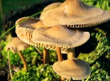 Mushrooms On Green Moss Royalty Free Stock Photos
