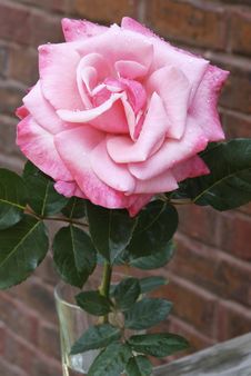 Large Pink Rose In Vase Stock Image
