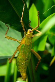 Leaf Insect Royalty Free Stock Photos Leaf Insect Royalty Free Stock Photos