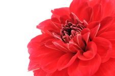 Red Dahlia Close-up Stock Photos Red Dahlia Close-up Stock Photos