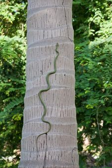 Green Snake Stock Images Green Snake Stock Images