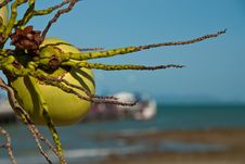Coconut In Front Of Pier Stock Photography Coconut In Front Of Pier Stock Photography