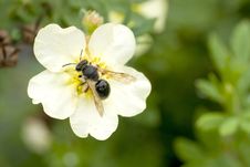 Wasp On Shrubby Cinquefoil Stock Images Wasp On Shrubby Cinquefoil Stock Images