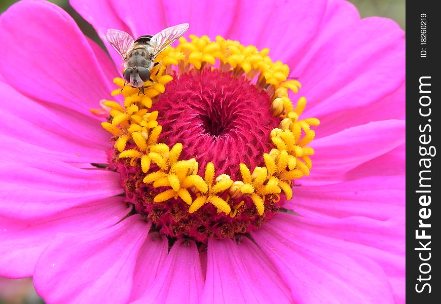 Fly on flower during pollination.