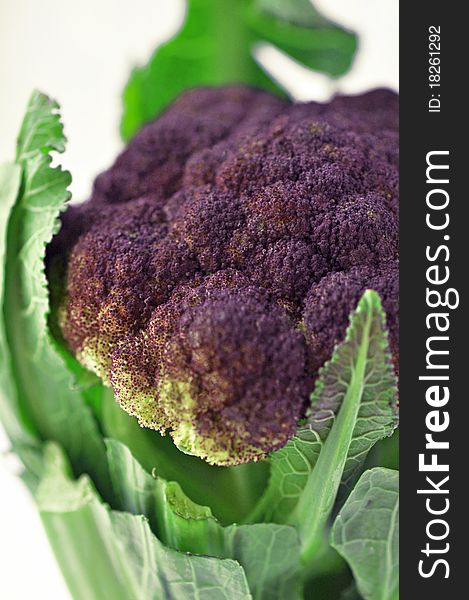 Fresh purple broccoli on white background. Fresh purple broccoli on white background