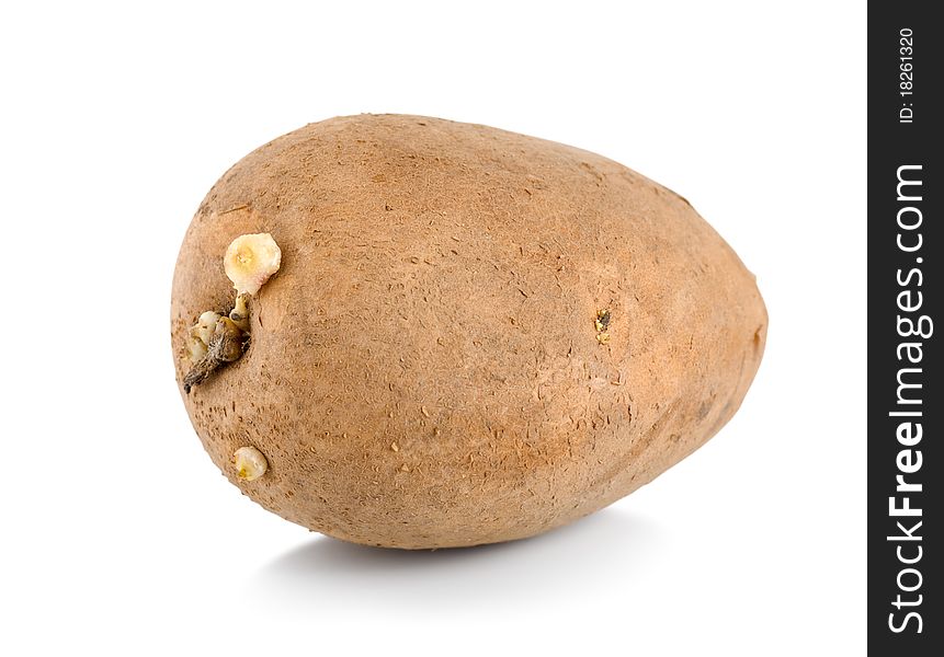 One Raw Potatoe Isolated