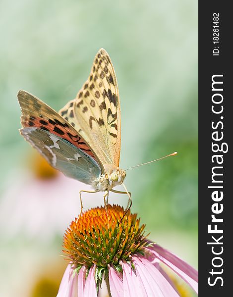 Butterfly on pink Echinacea closeup