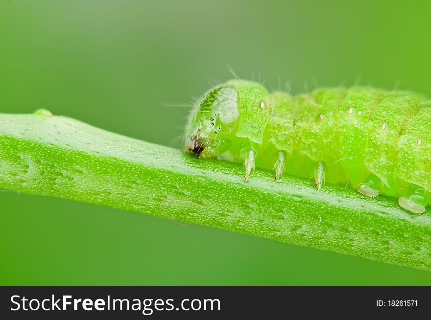 Green caterpillar portrait close up