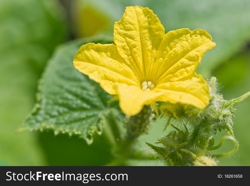 Yellow cucumber flower close up