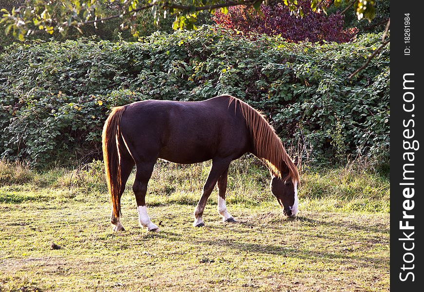 Horse on the meadow eating grass