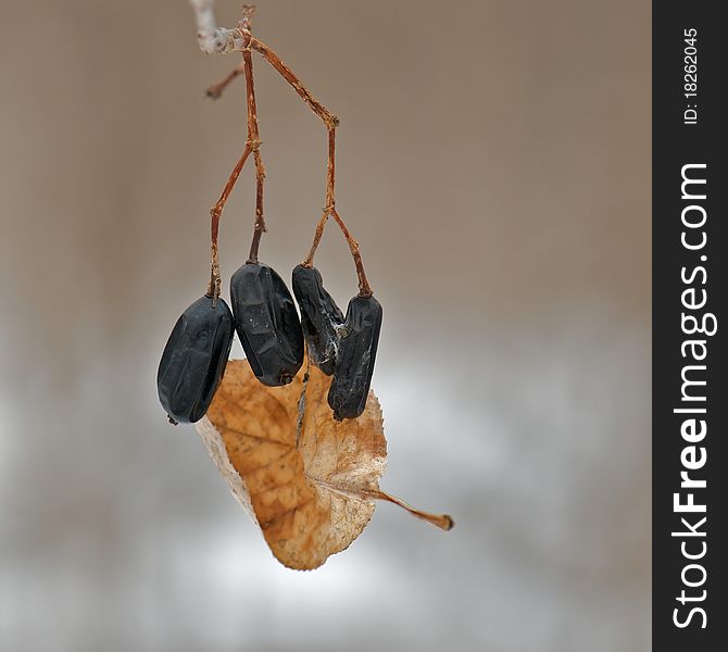 Shot of four Black Berries hanging from the stems with a brown leaf attached to them by snow and ice on a winter day. Shot of four Black Berries hanging from the stems with a brown leaf attached to them by snow and ice on a winter day.