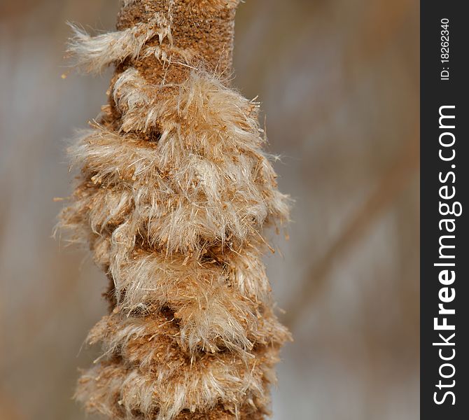 Close up shot of Winter Cattail showing details and structure on a winter day. Close up shot of Winter Cattail showing details and structure on a winter day.