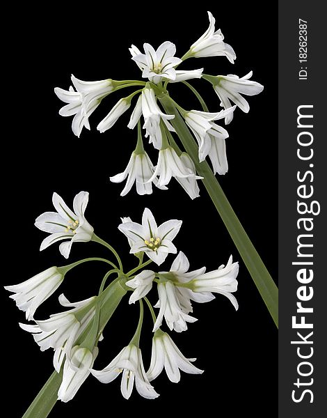 Close-up view of white flowers on a black background. Close-up view of white flowers on a black background