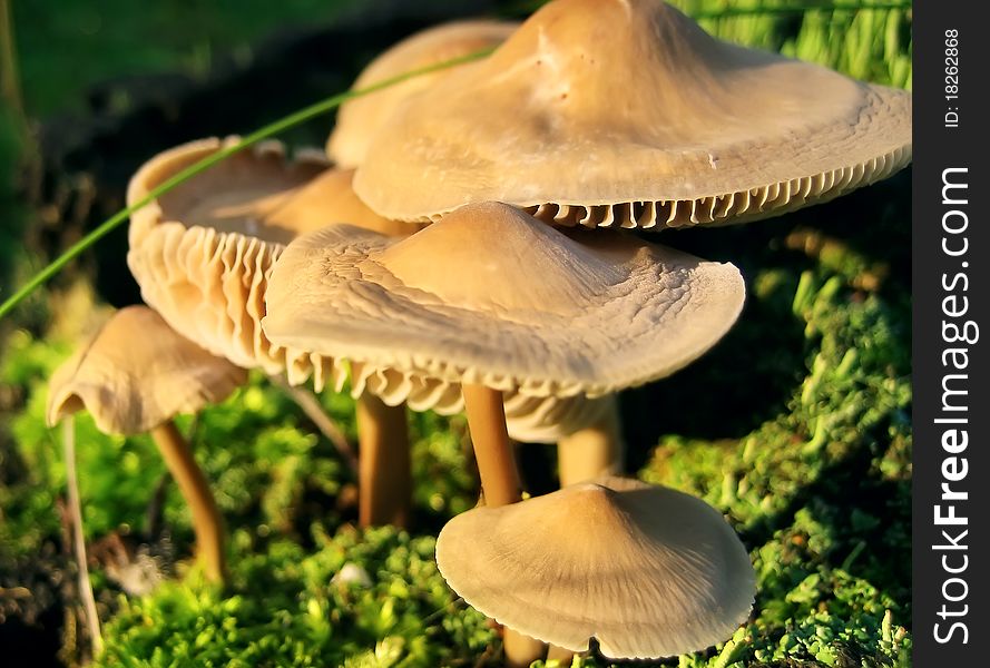 Yellow mushrooms growing on green moss ground. Yellow mushrooms growing on green moss ground