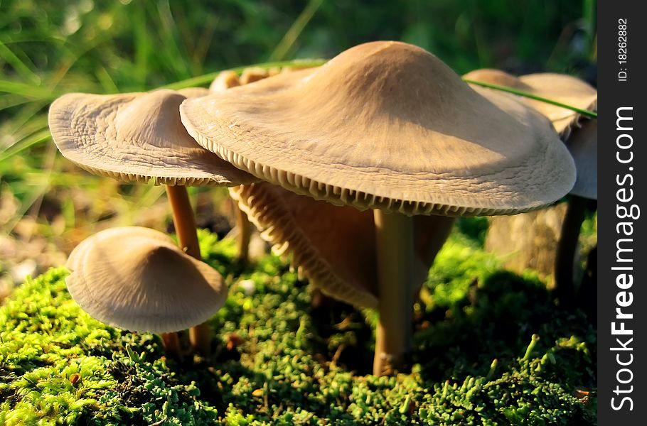 Mushrooms On Green Moss