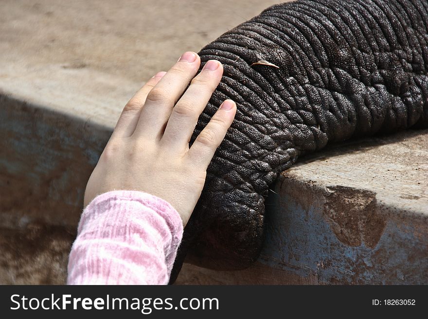 Close up of tusk of indian elefant in the camp