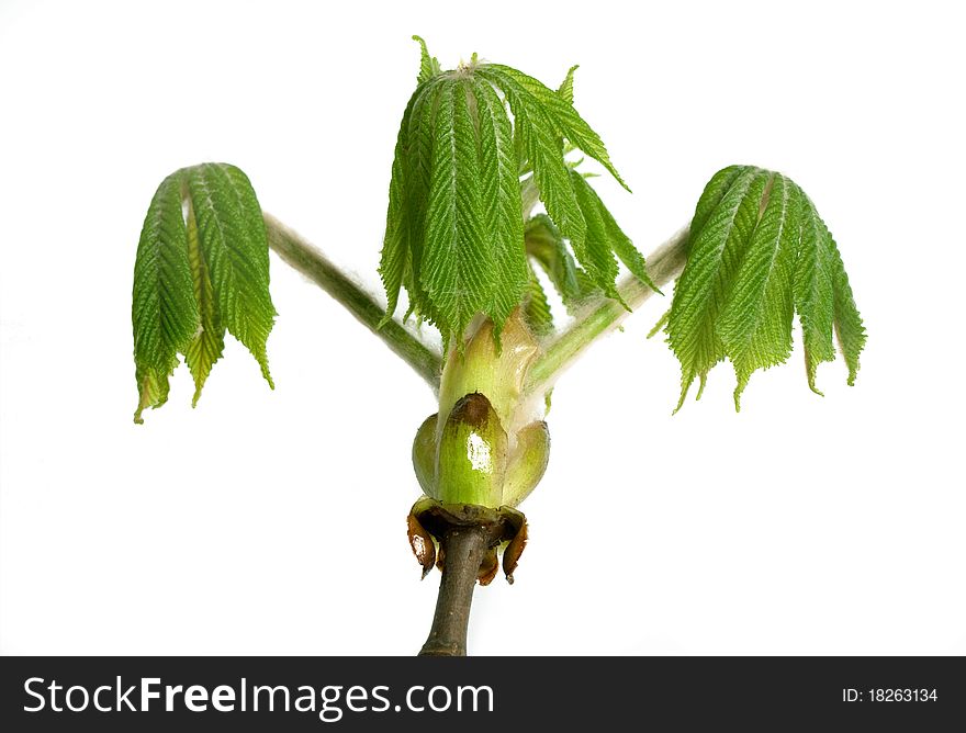 Close up buds of chestnut tree isolated on a white background. Close up buds of chestnut tree isolated on a white background