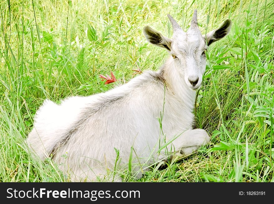 Young white goat