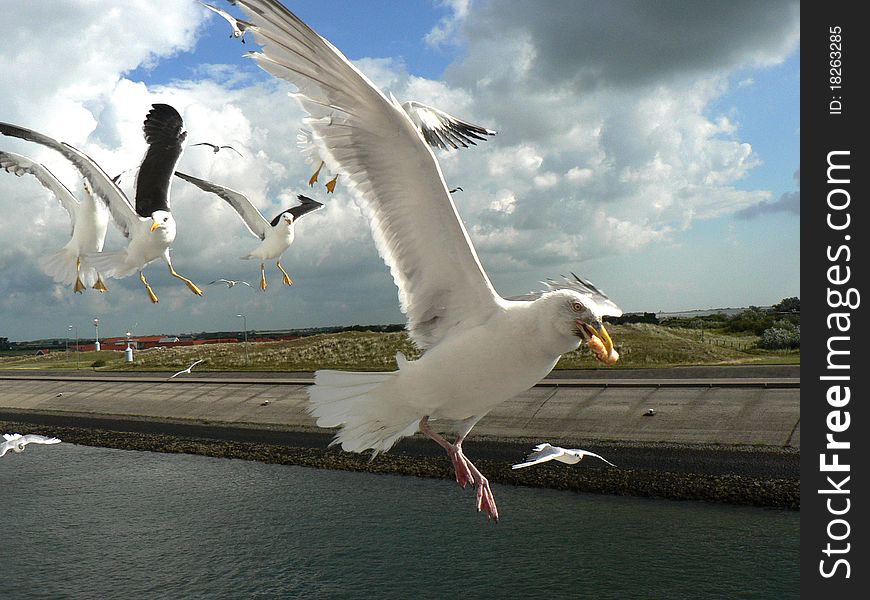 Seagull with food in the pecker