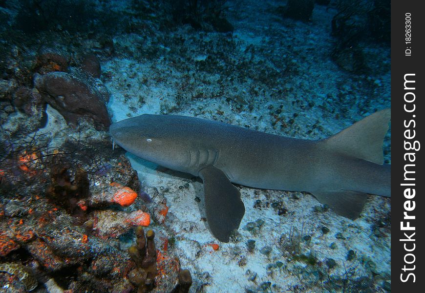 A nurse shark swimming on the ocean floor next to a reef.