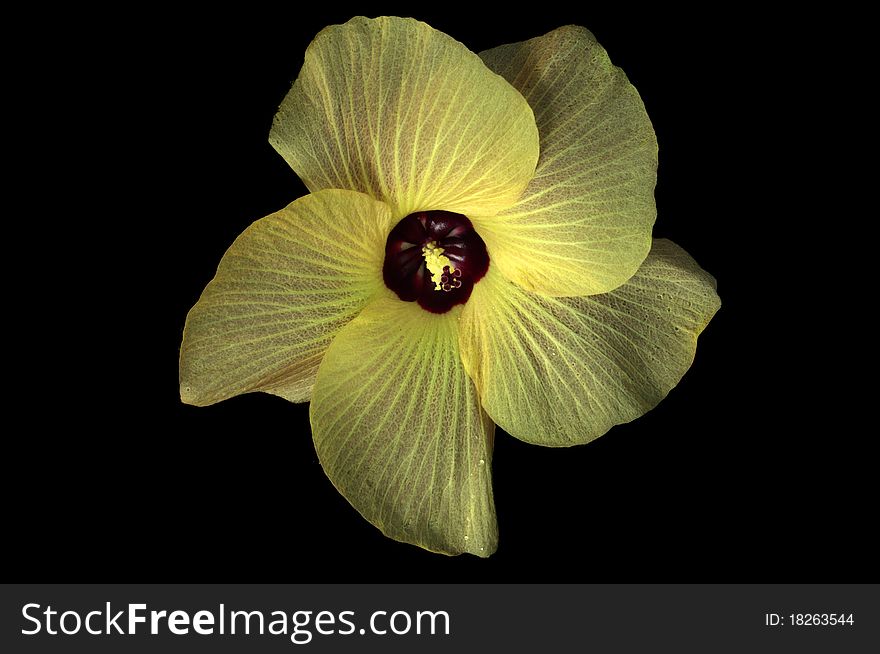Yellow Flower and Dark Background