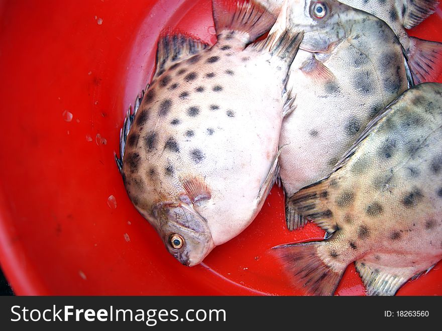 Marine fish, marine fish from the sea salvage back, very fresh; now lying in the market, waiting for people to purchase. Fish, is that people particularly like to eat marine life.