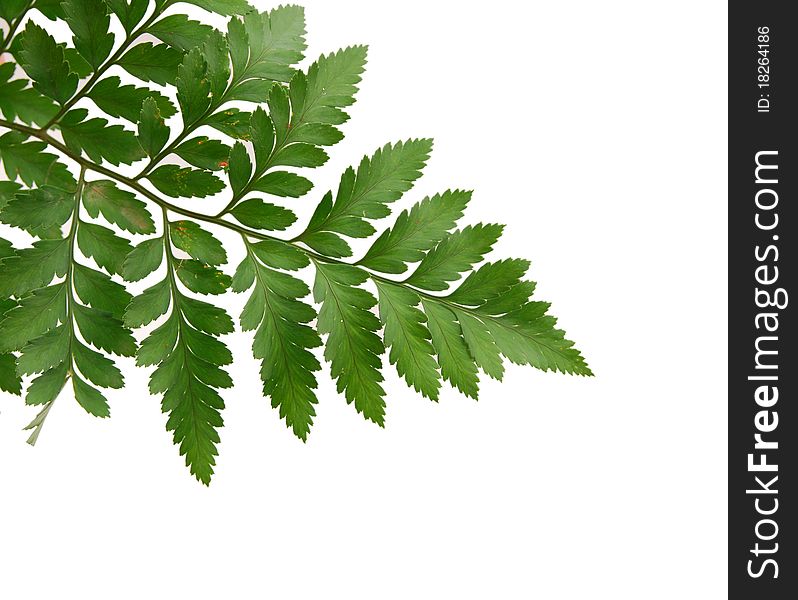 Fern leaves isolated on white background