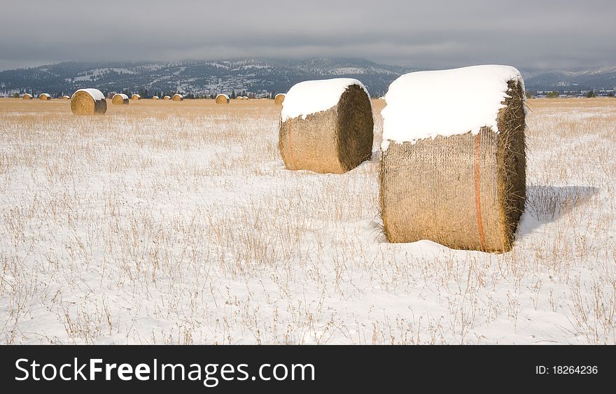Rolled Hay In The Field Fresh Farm Snow