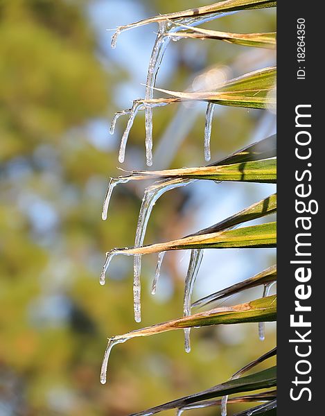 Icicles hang and the edge of palm leaves. Icicles hang and the edge of palm leaves.