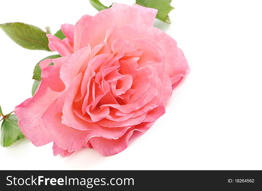 A beautiful home grown pink rose on a white background with lots of copy space. A beautiful home grown pink rose on a white background with lots of copy space