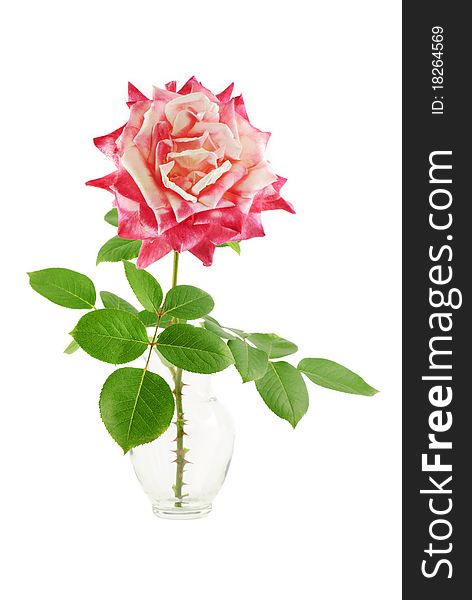 A two tone deep pink rose in a vase green leaves, isolated on a white background. A two tone deep pink rose in a vase green leaves, isolated on a white background