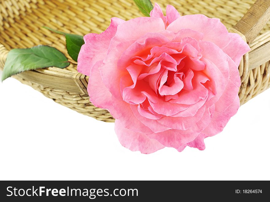 A beautiful home grown pink rose in a basket with white background and copy space