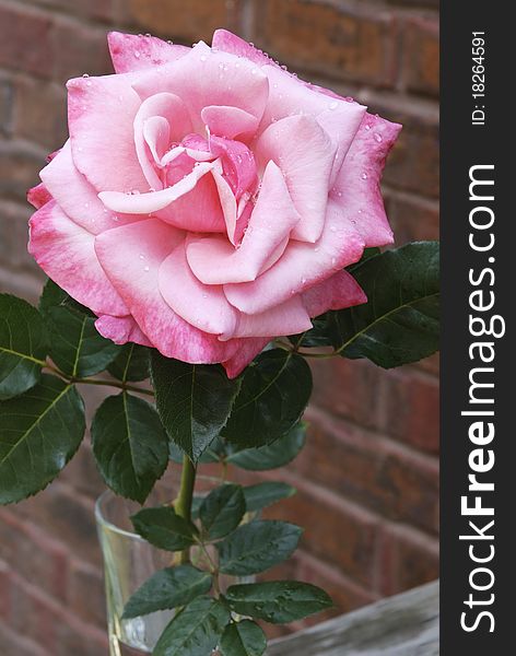A gorgeous large pink home grown rose in a vase with water droplets and shallow depth of field, brick background with copy space. A gorgeous large pink home grown rose in a vase with water droplets and shallow depth of field, brick background with copy space