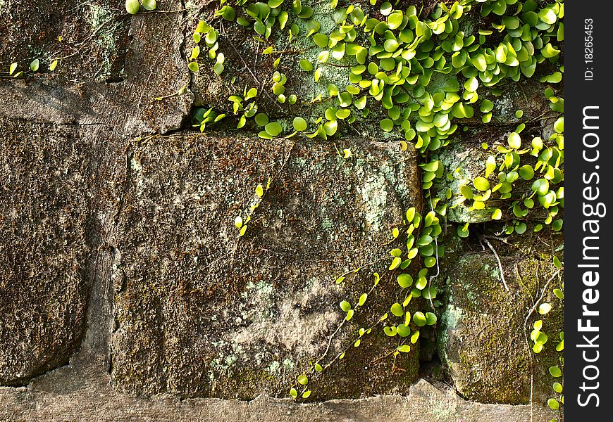 Green vines and old wall. Green vines and old wall