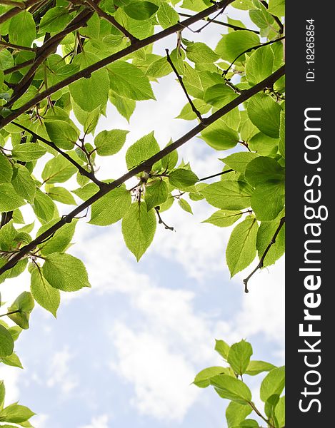 Beautiful green Actinidia twigs on a sky background. Beautiful green Actinidia twigs on a sky background