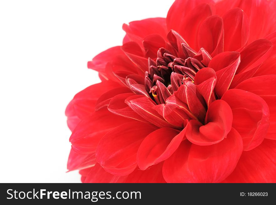 A beautiful red dahlia close-up on a white background with copy space