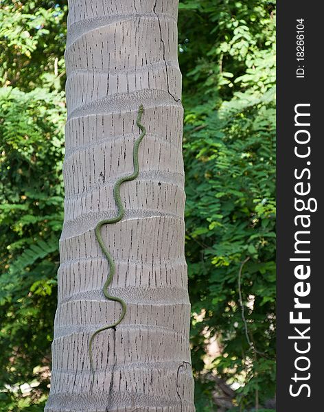 Green snake wildlife climbing coconut palm tree