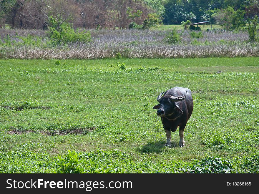An adult buffalo in rice field rural area of thaiiland