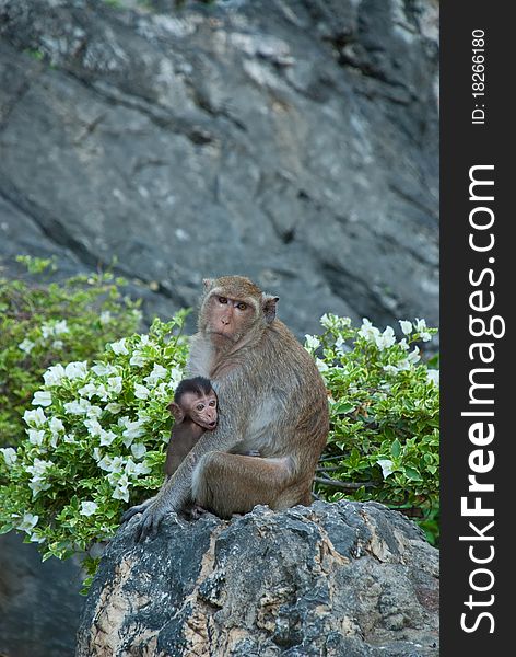 Monkey mother and kid sitting on a rock. Monkey mother and kid sitting on a rock