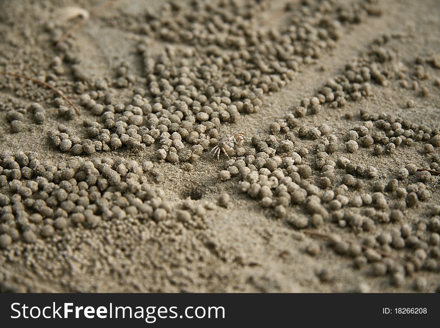 Background with the image of sand crabs on the beach. Background with the image of sand crabs on the beach
