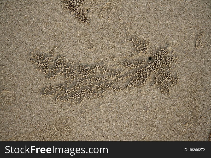 Background with the image of sand crabs on the beach. Background with the image of sand crabs on the beach