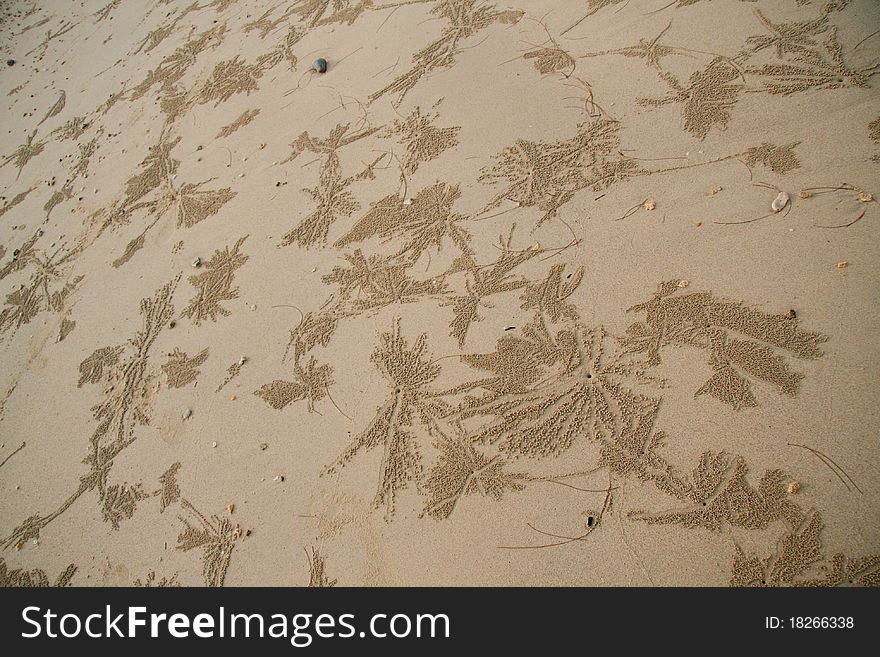 Background with the image of sand crabs on the beach. Background with the image of sand crabs on the beach