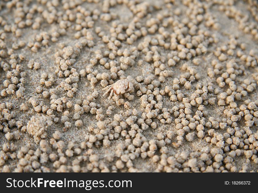 Background  sand crabs