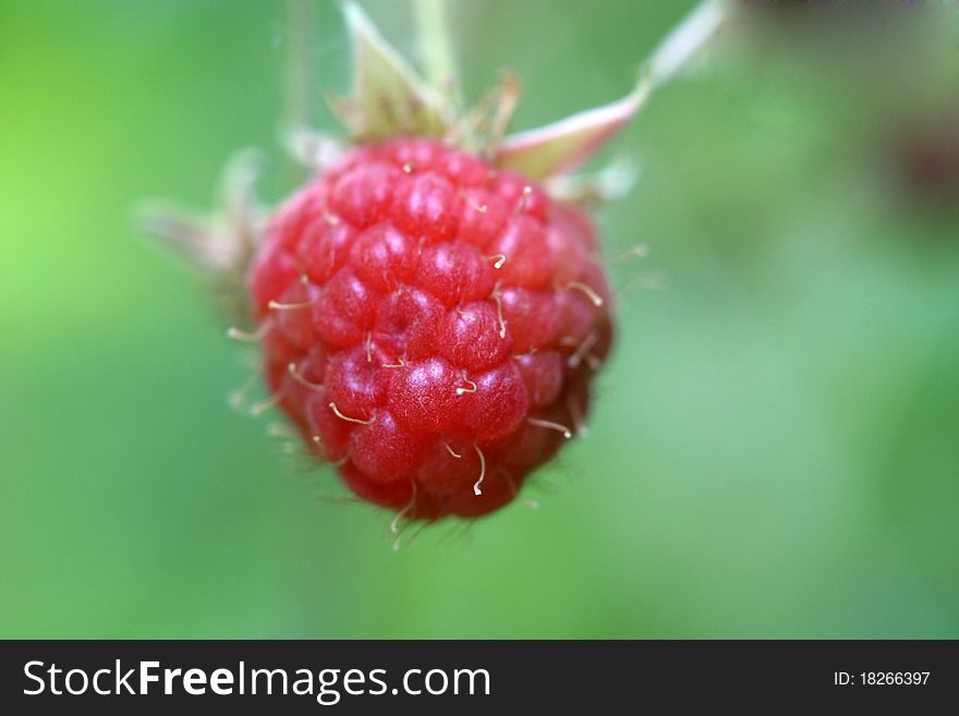 Sweet ripe red raspberries with a green background for the diet. Sweet ripe red raspberries with a green background for the diet