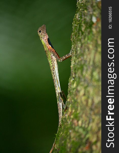 A lizard on a tree trunk in a forest. A lizard on a tree trunk in a forest.