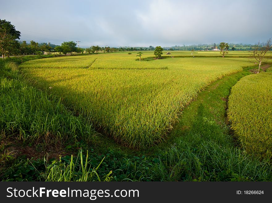 Rice field with nice sky grass pathway