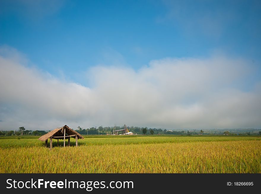 Golden rice field with small hut